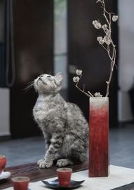猫和百合花在一起有什么寓意封面